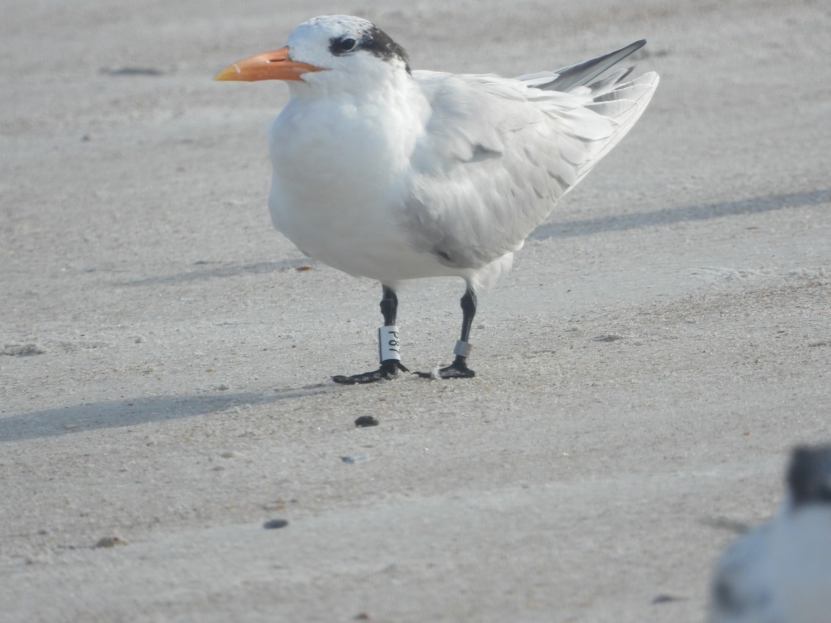 Royal Tern - ML640744268