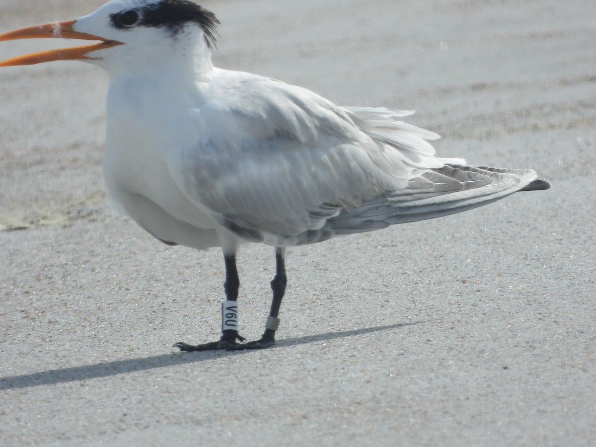 Royal Tern - ML640744269