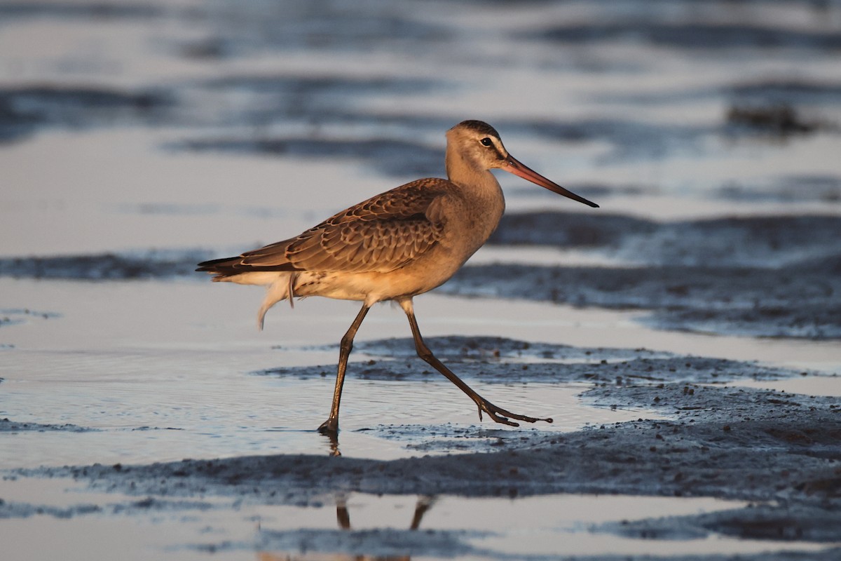 Hudsonian Godwit - ML640744289