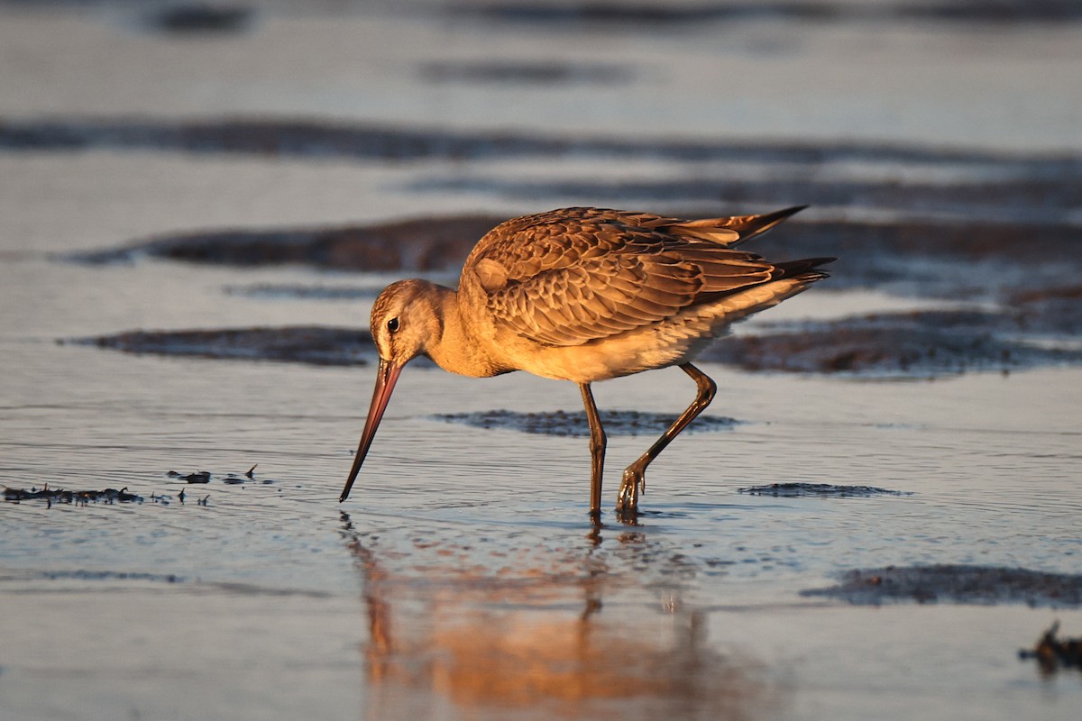 Hudsonian Godwit - ML640744290