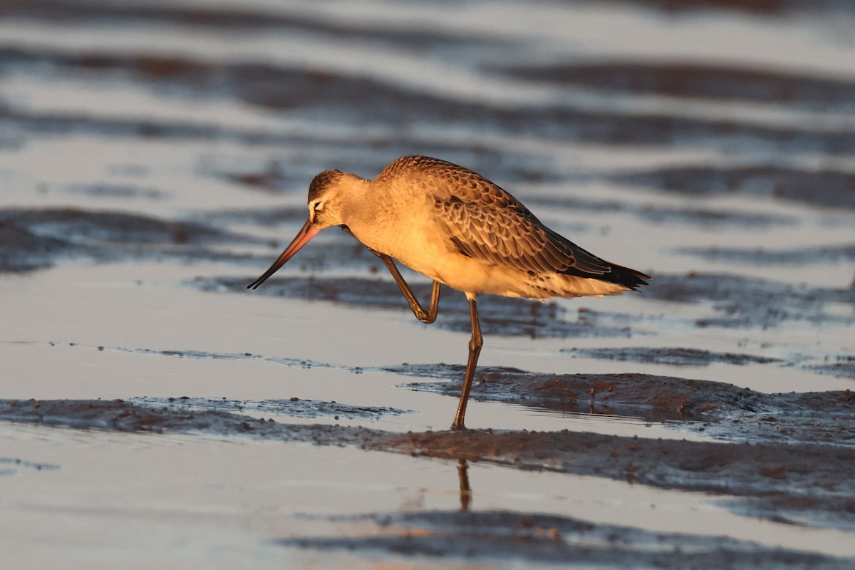 Hudsonian Godwit - ML640744291