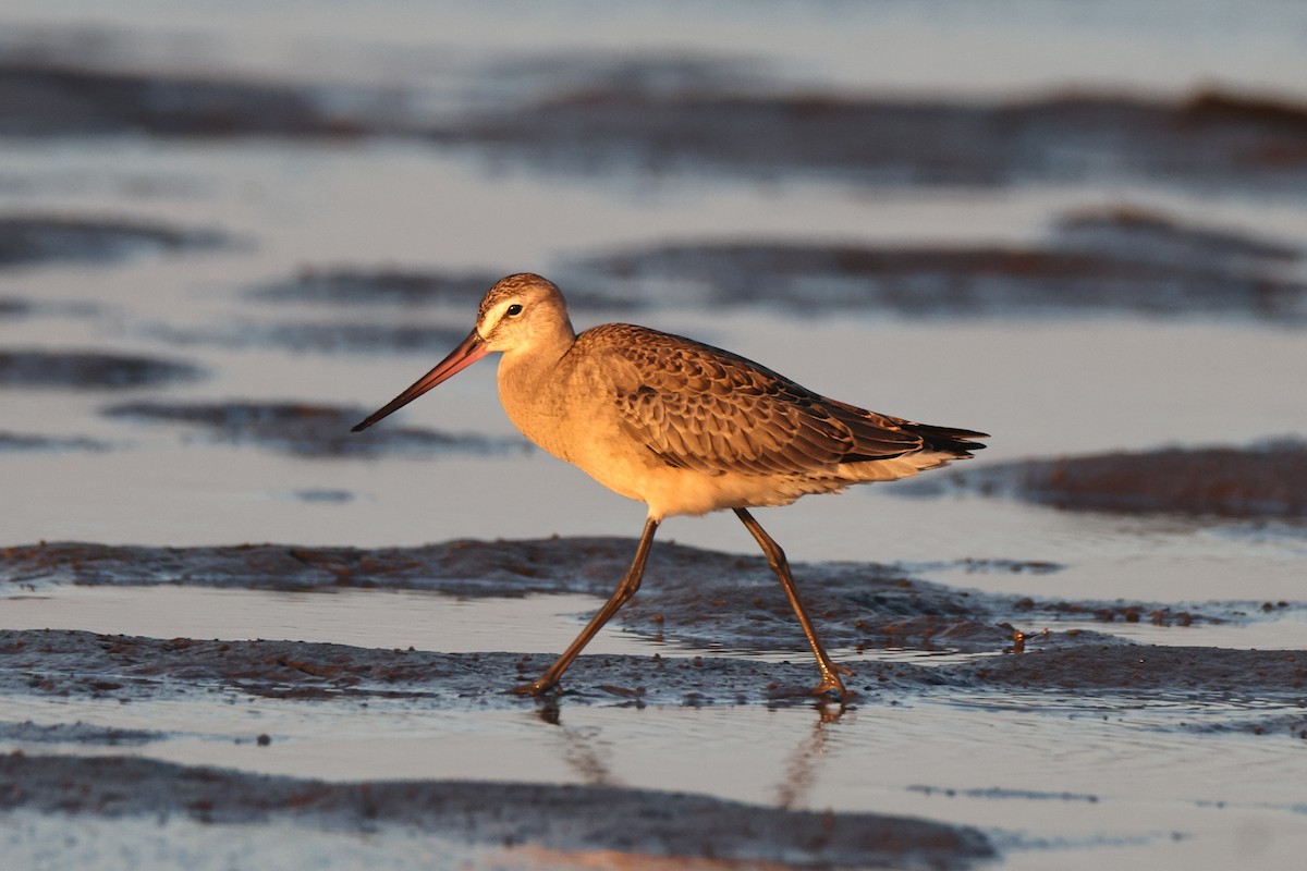 Hudsonian Godwit - ML640744292