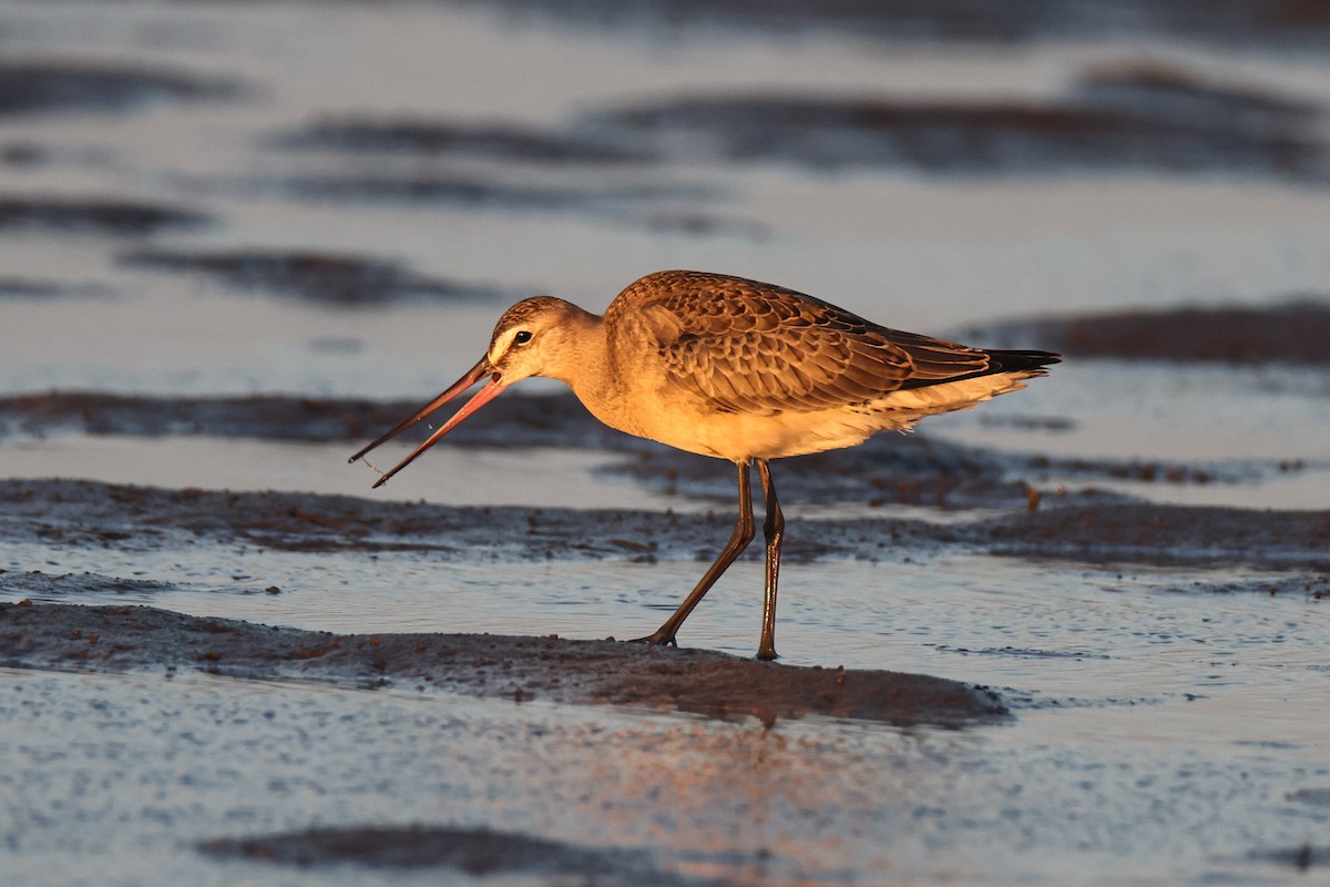 Hudsonian Godwit - ML640744293