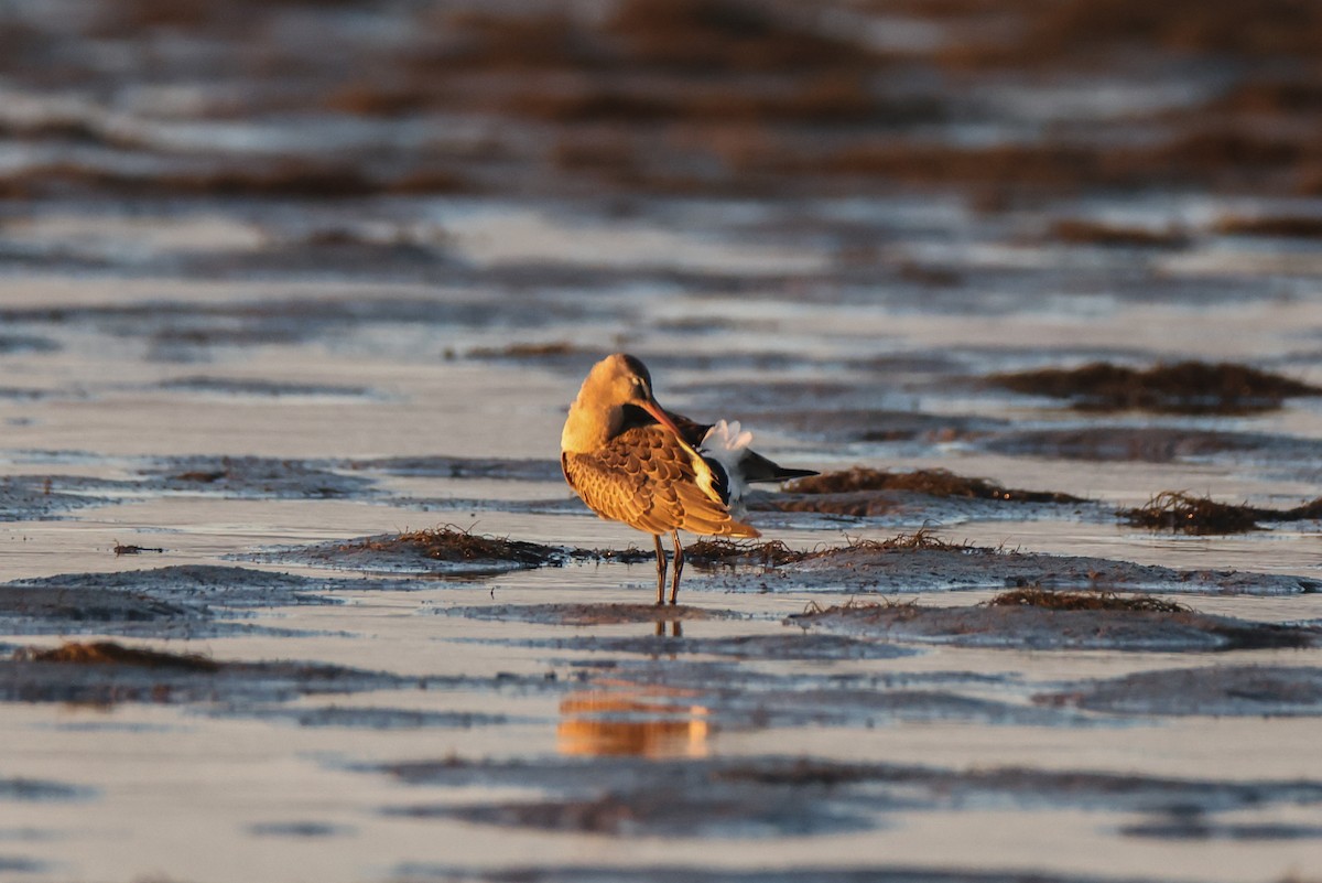 Hudsonian Godwit - ML640744294