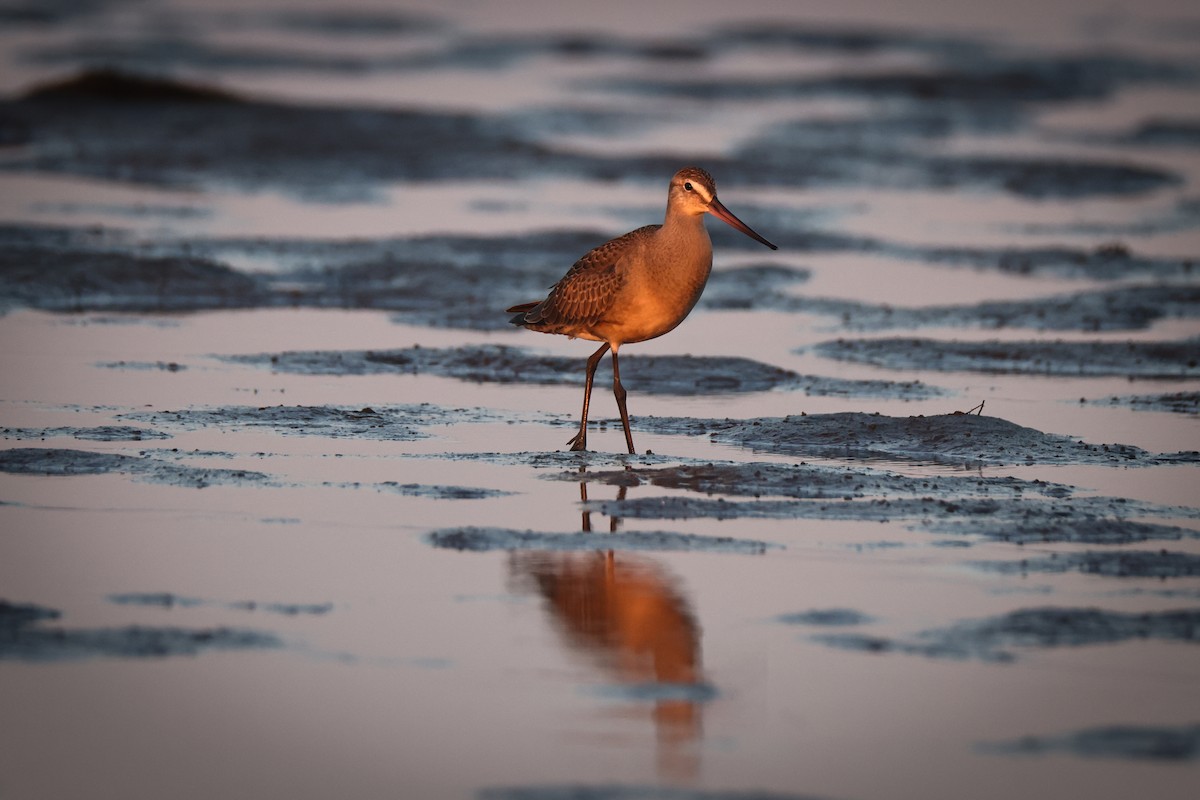 Hudsonian Godwit - ML640744295