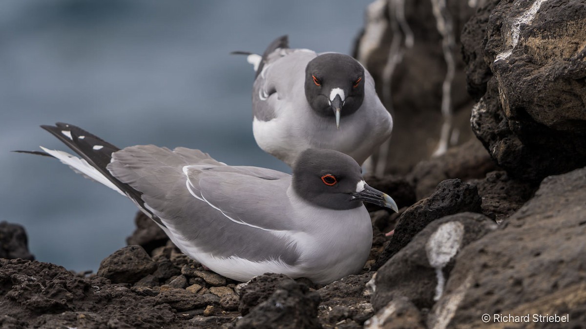 Swallow-tailed Gull - ML640744305