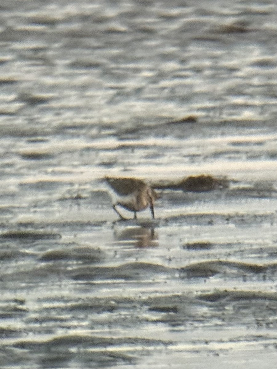 Dunlin - ML640744310