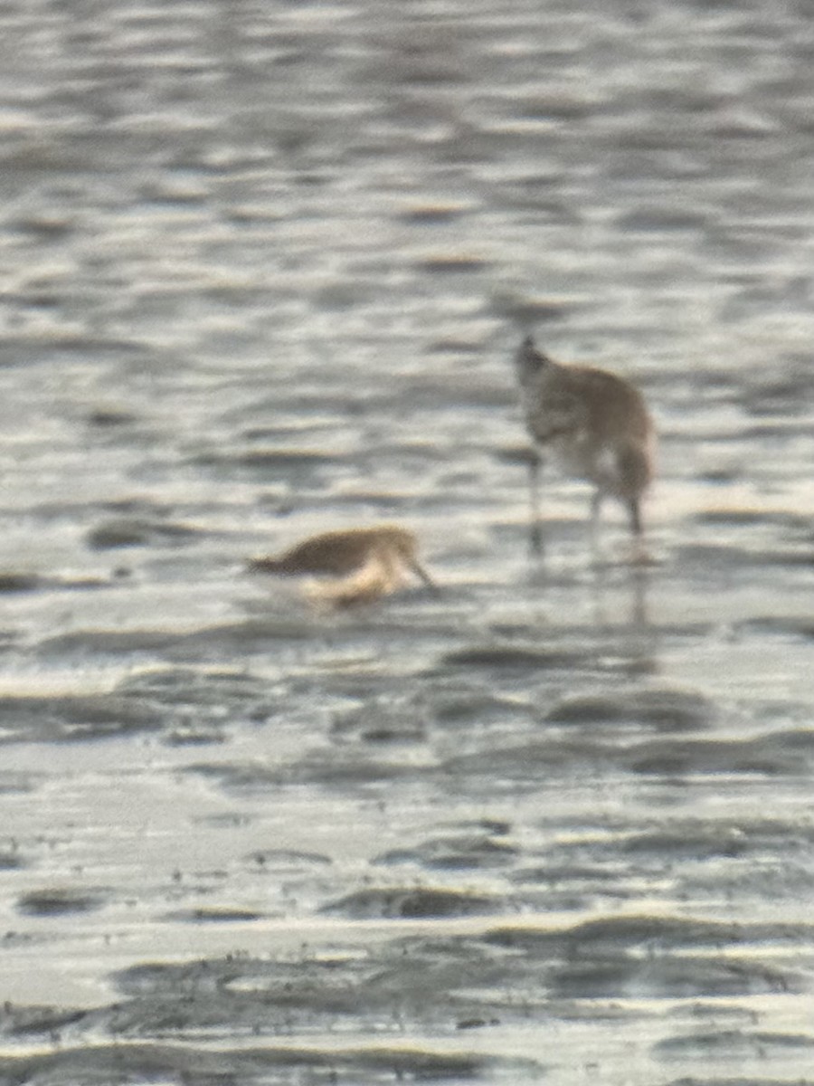 Dunlin - ML640744311