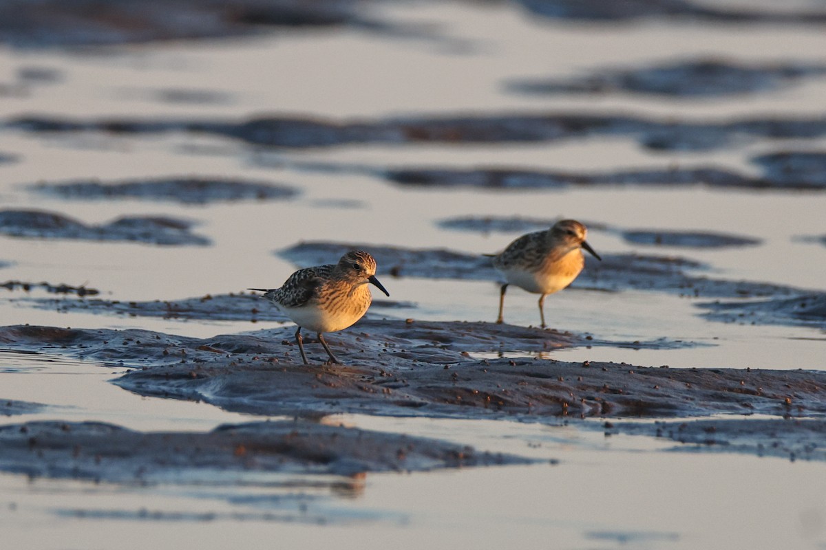 Baird's Sandpiper - ML640744327