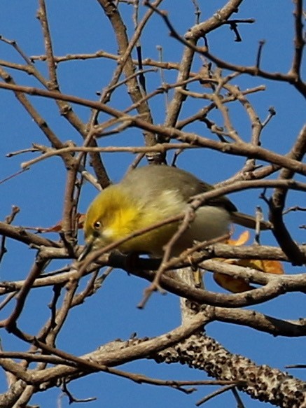 Green-capped Eremomela - ML640744357