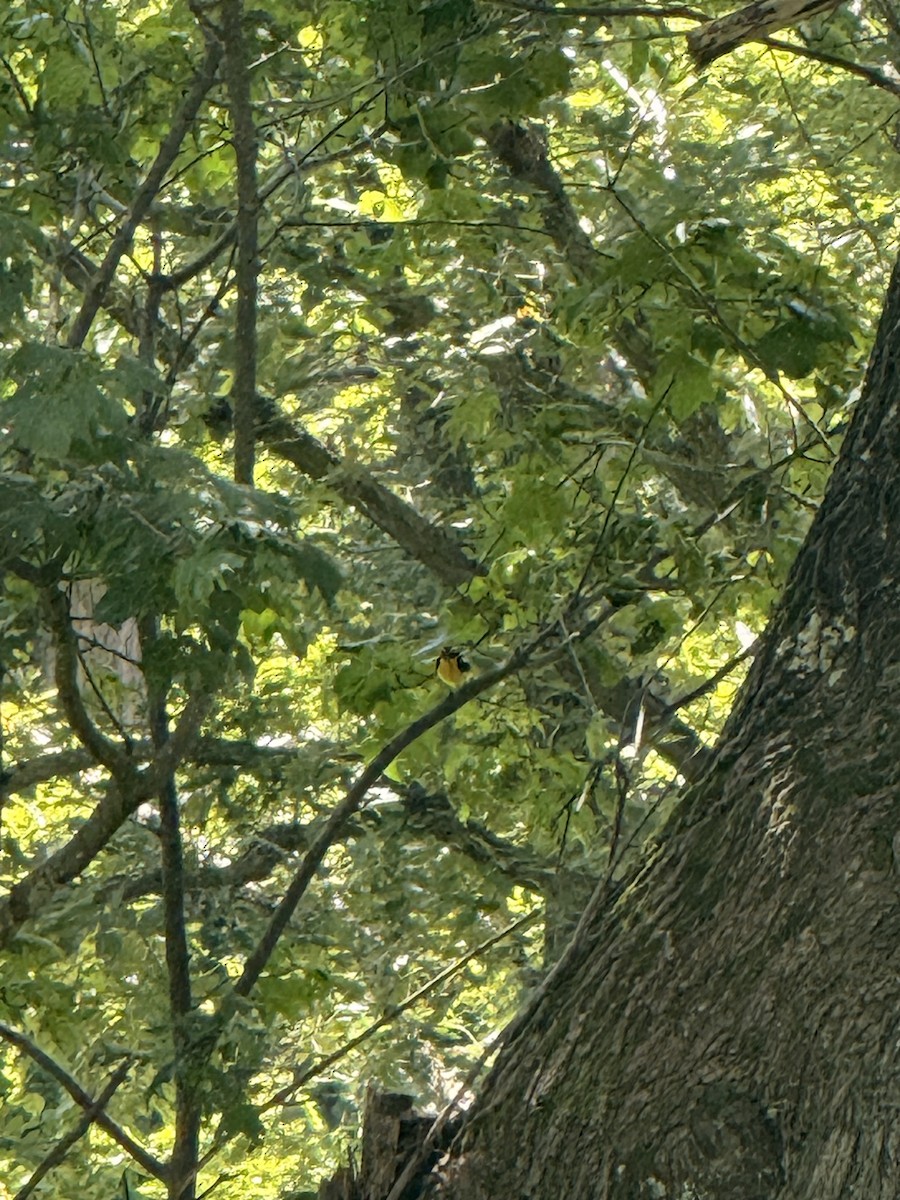 キビタキ - ML640744404