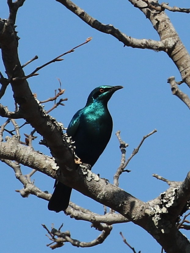 Lesser Blue-eared Starling (Miombo) - ML640744410