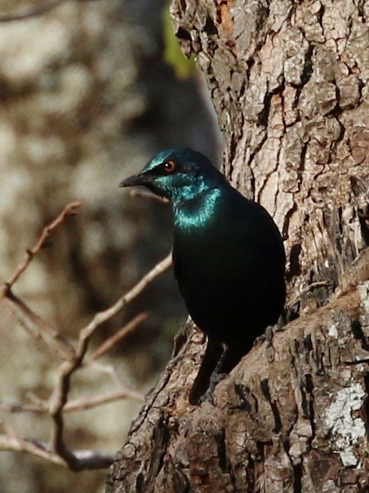 Lesser Blue-eared Starling (Miombo) - ML640744411