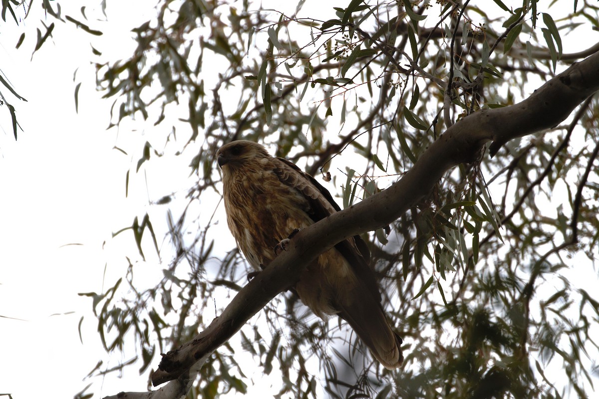 Whistling Kite - ML640744423