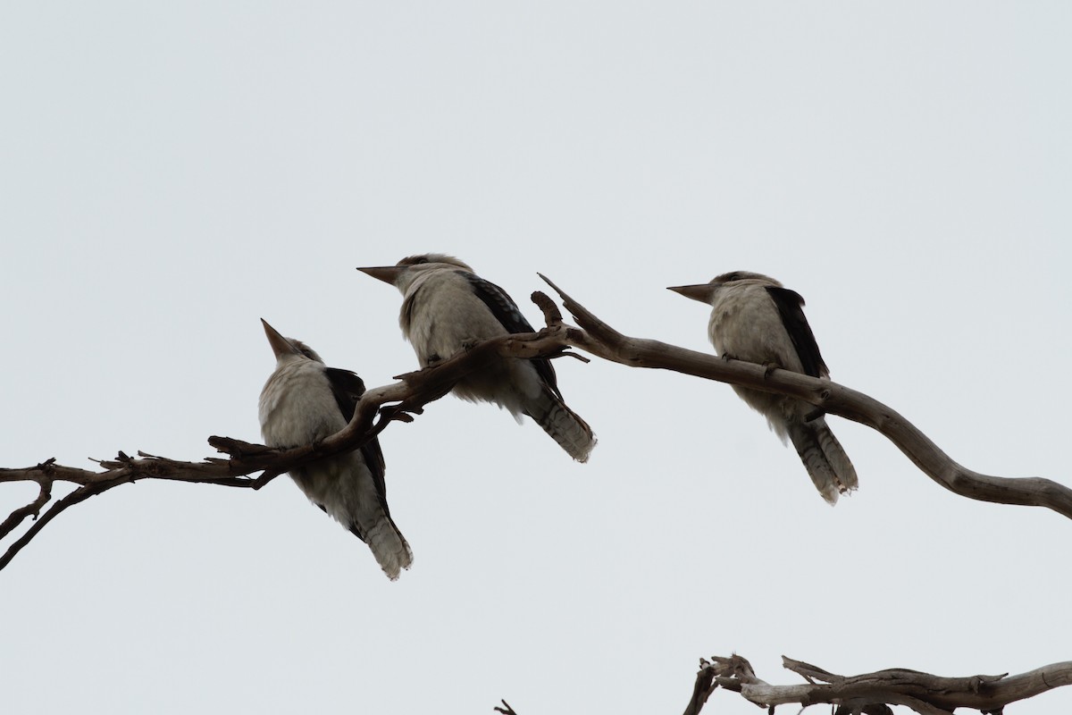 Laughing Kookaburra - ML640744458
