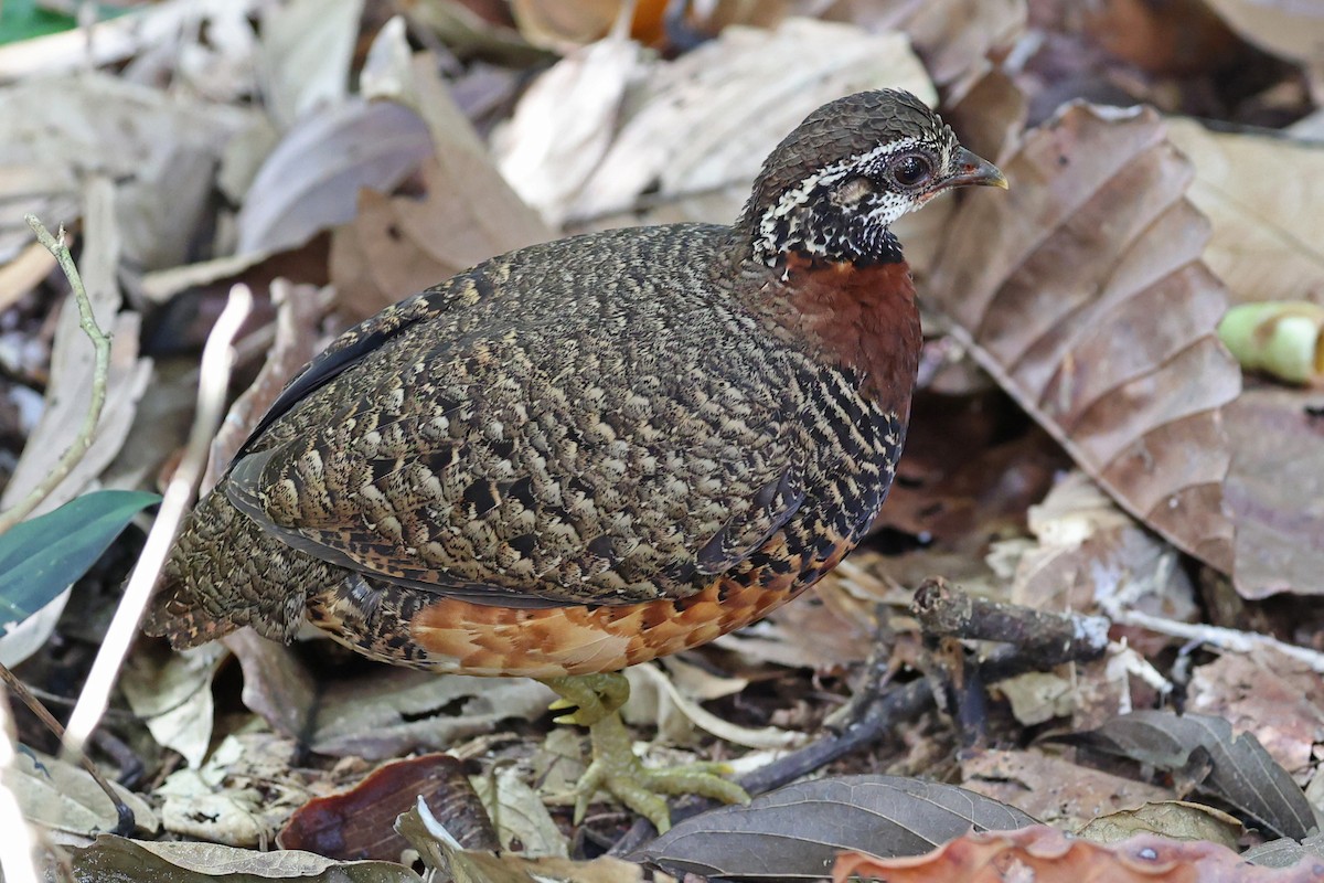 Sabah Partridge - ML640744469