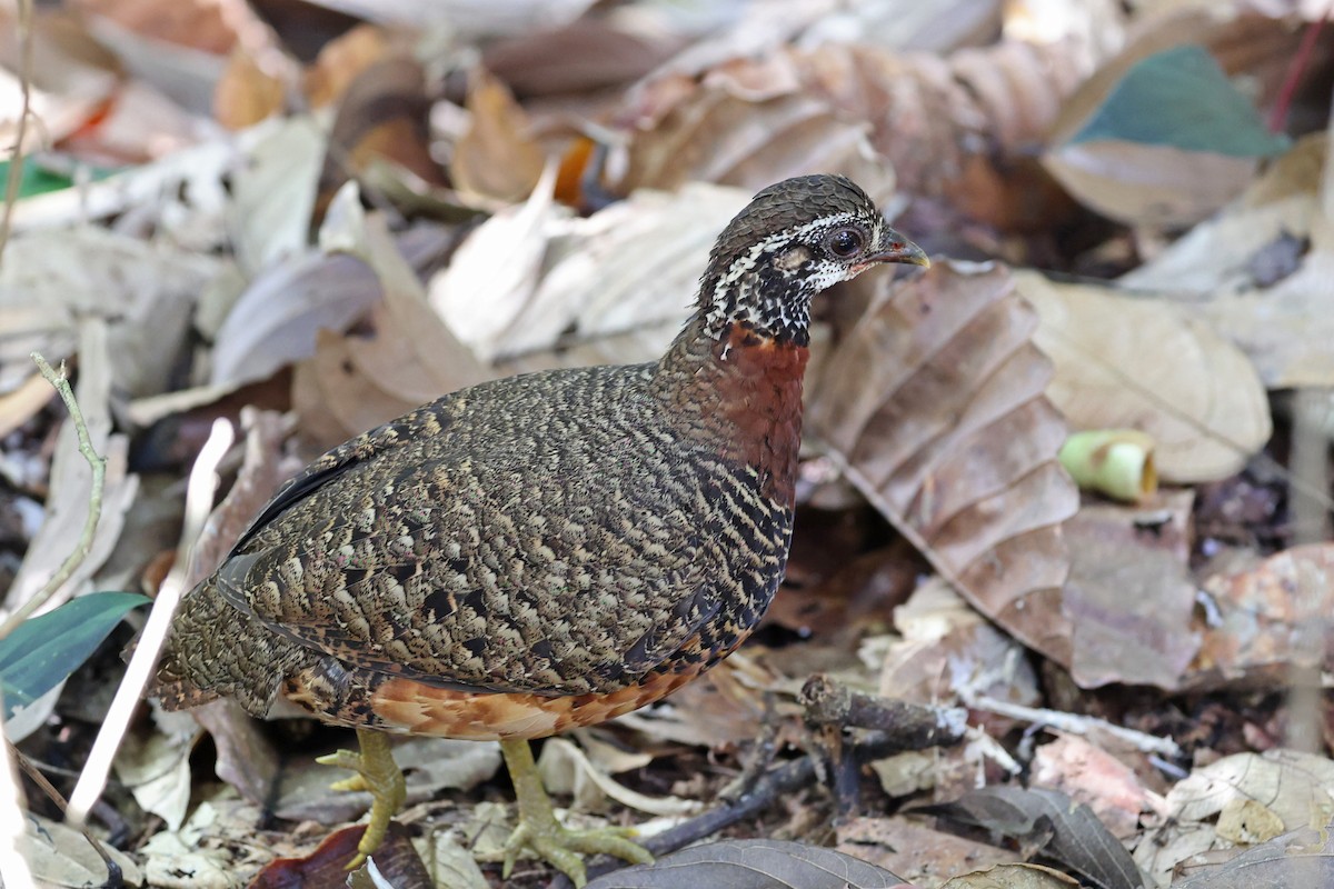 Sabah Partridge - ML640744470