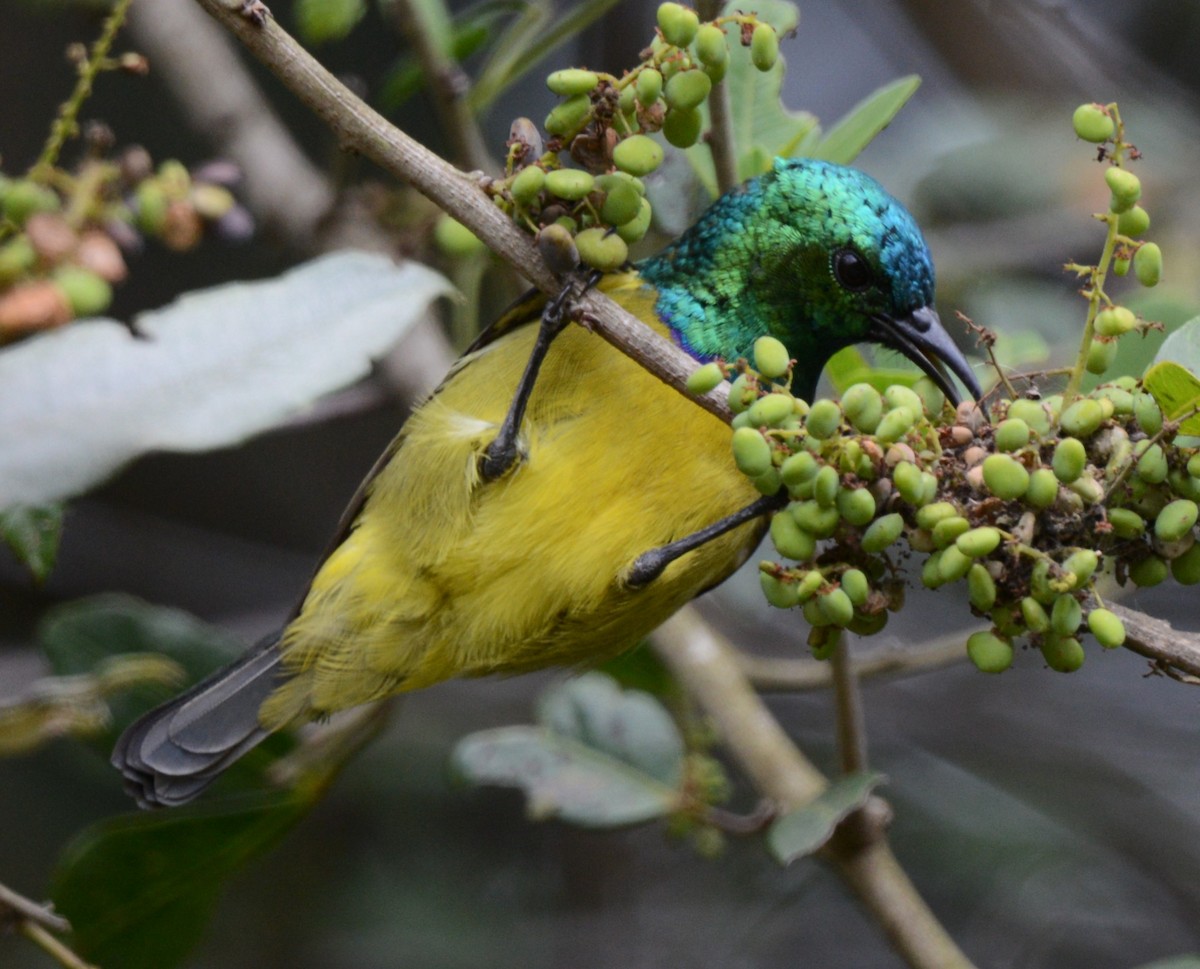 Collared Sunbird - ML640744485