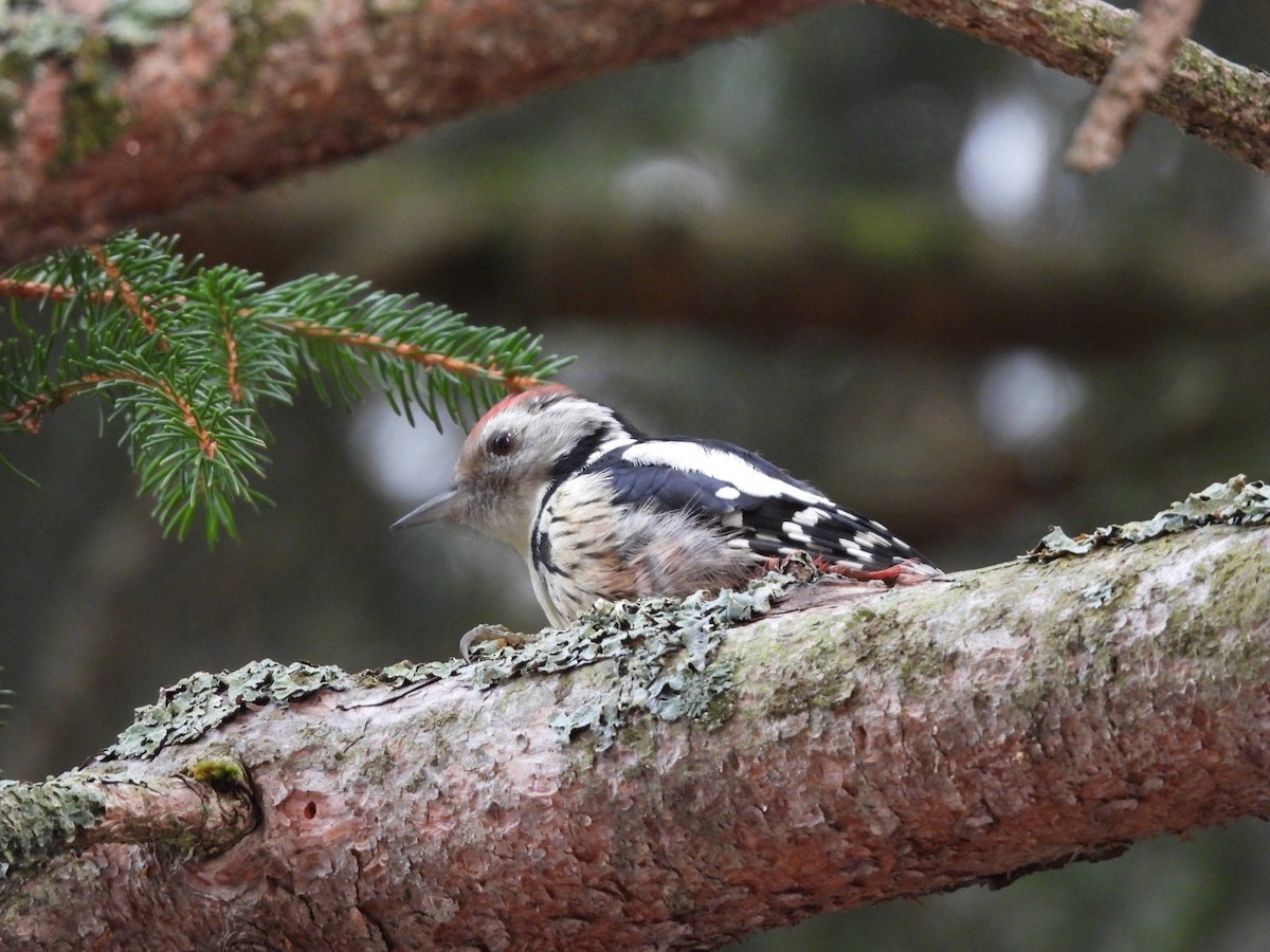 Middle Spotted Woodpecker - ML640744486