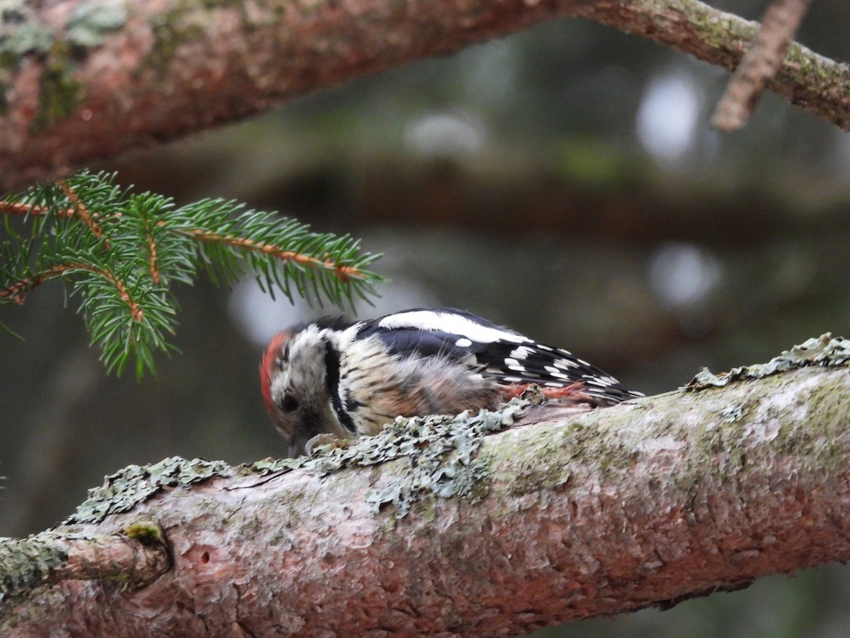 Middle Spotted Woodpecker - ML640744489