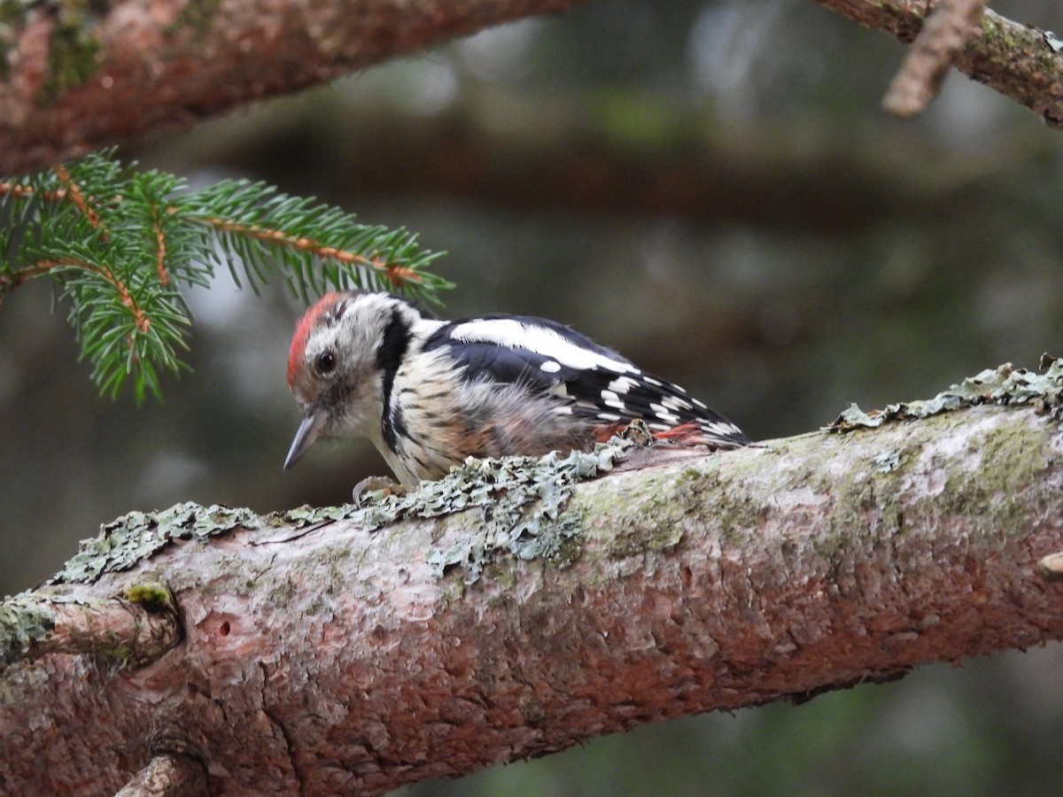 Middle Spotted Woodpecker - ML640744491