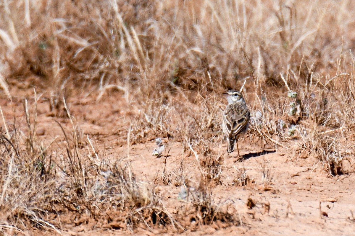 Australian Pipit - ML640744500