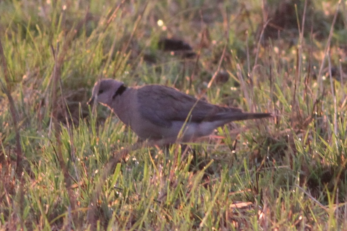 Ring-necked Dove - ML640744515