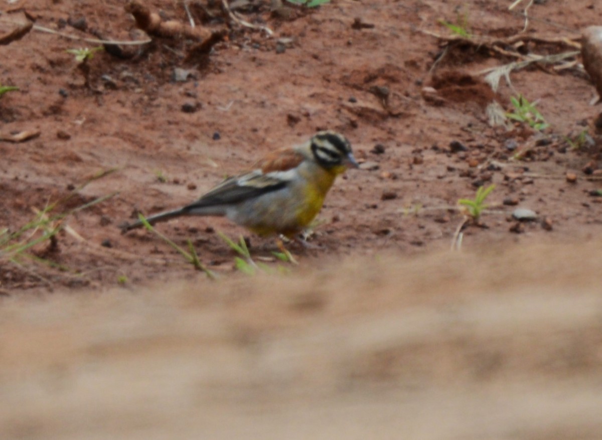Golden-breasted Bunting - ML640744517