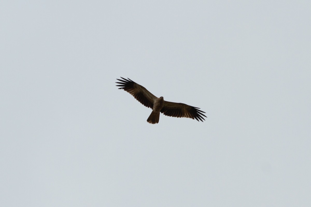 Whistling Kite - ML640744552