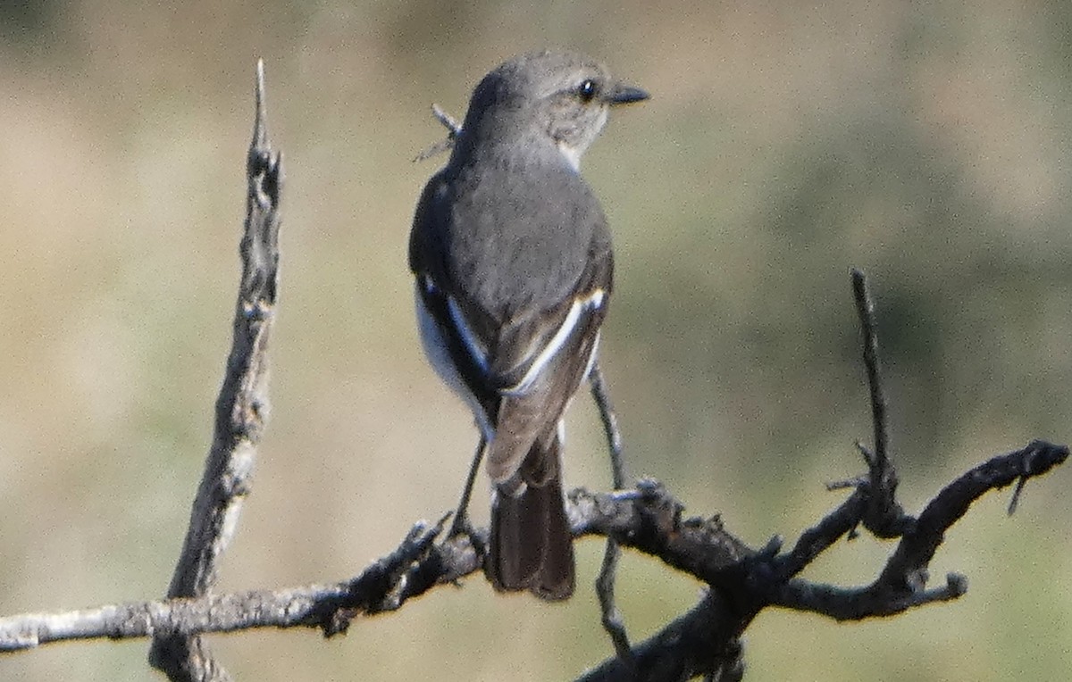 Hooded Robin - ML640744554