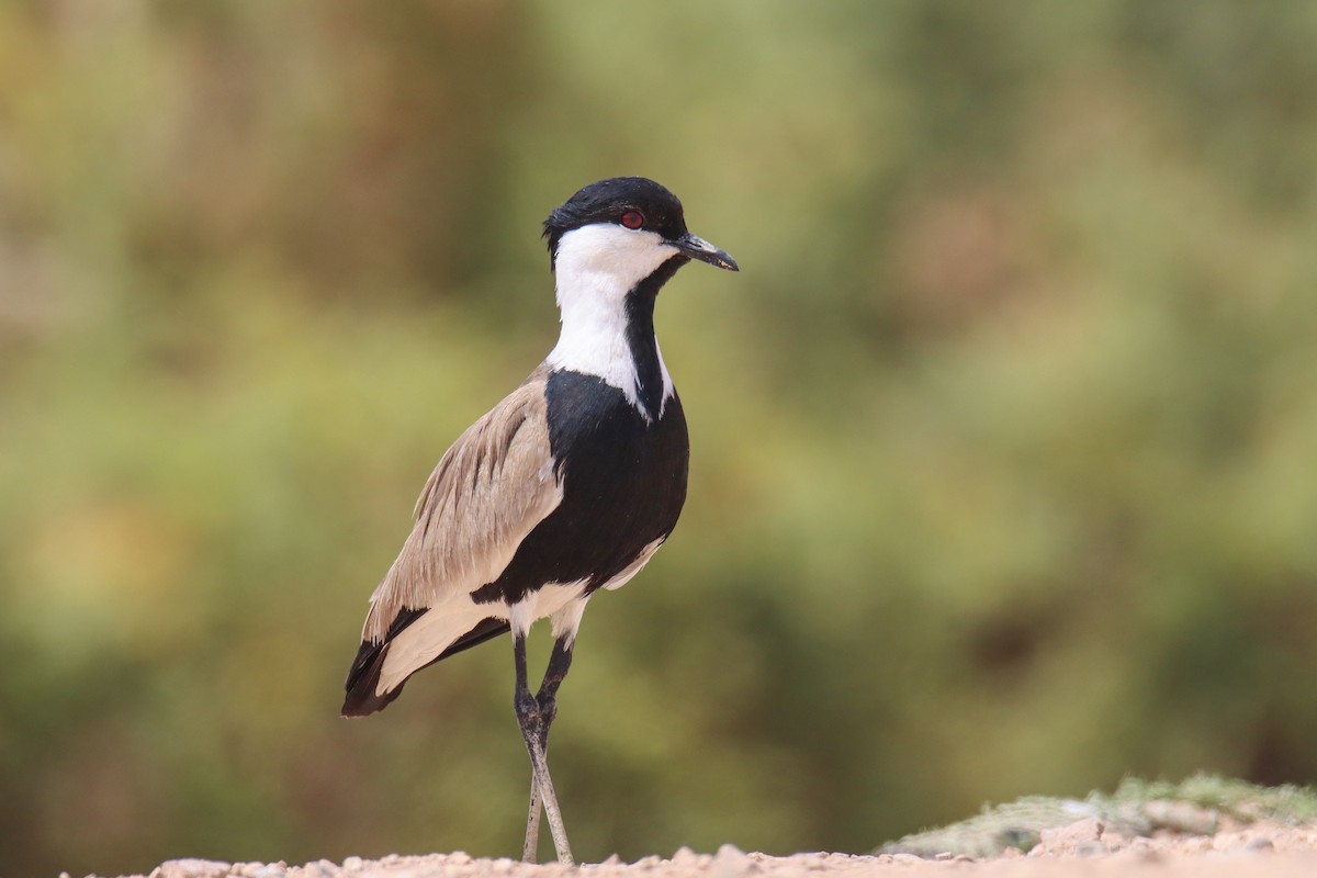 Spur-winged Lapwing - ML640744588