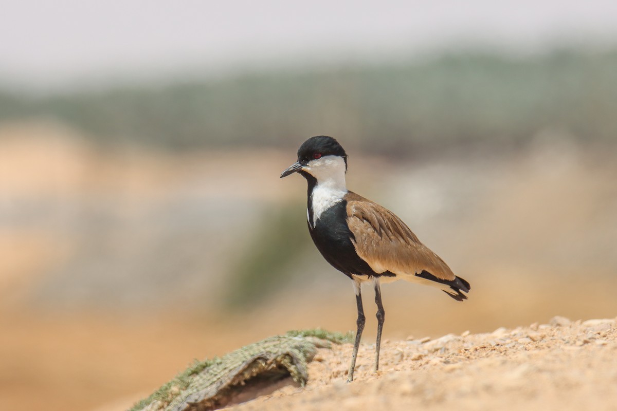 Spur-winged Lapwing - ML640744589