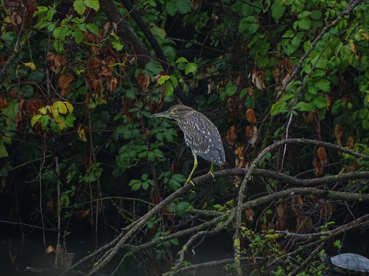 Black-crowned Night Heron - ML640744617