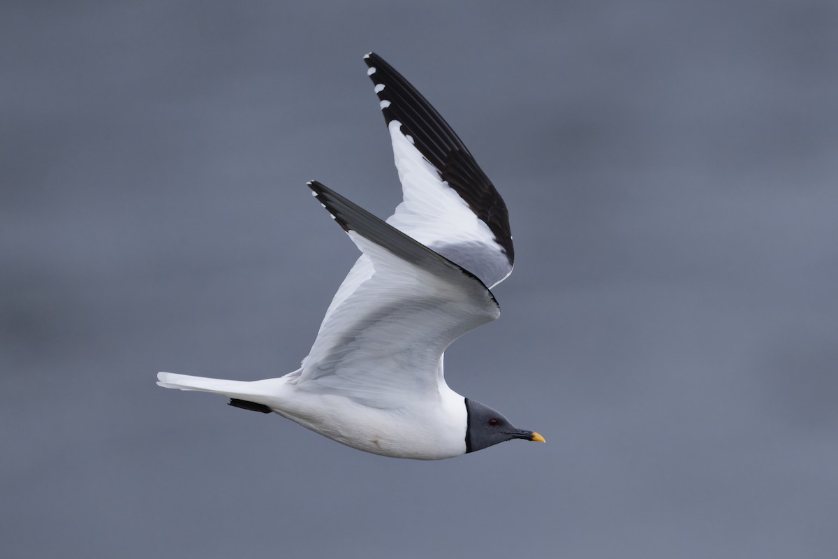 クビワカモメ - ML640744643