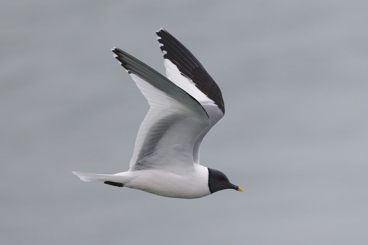 クビワカモメ - ML640744647