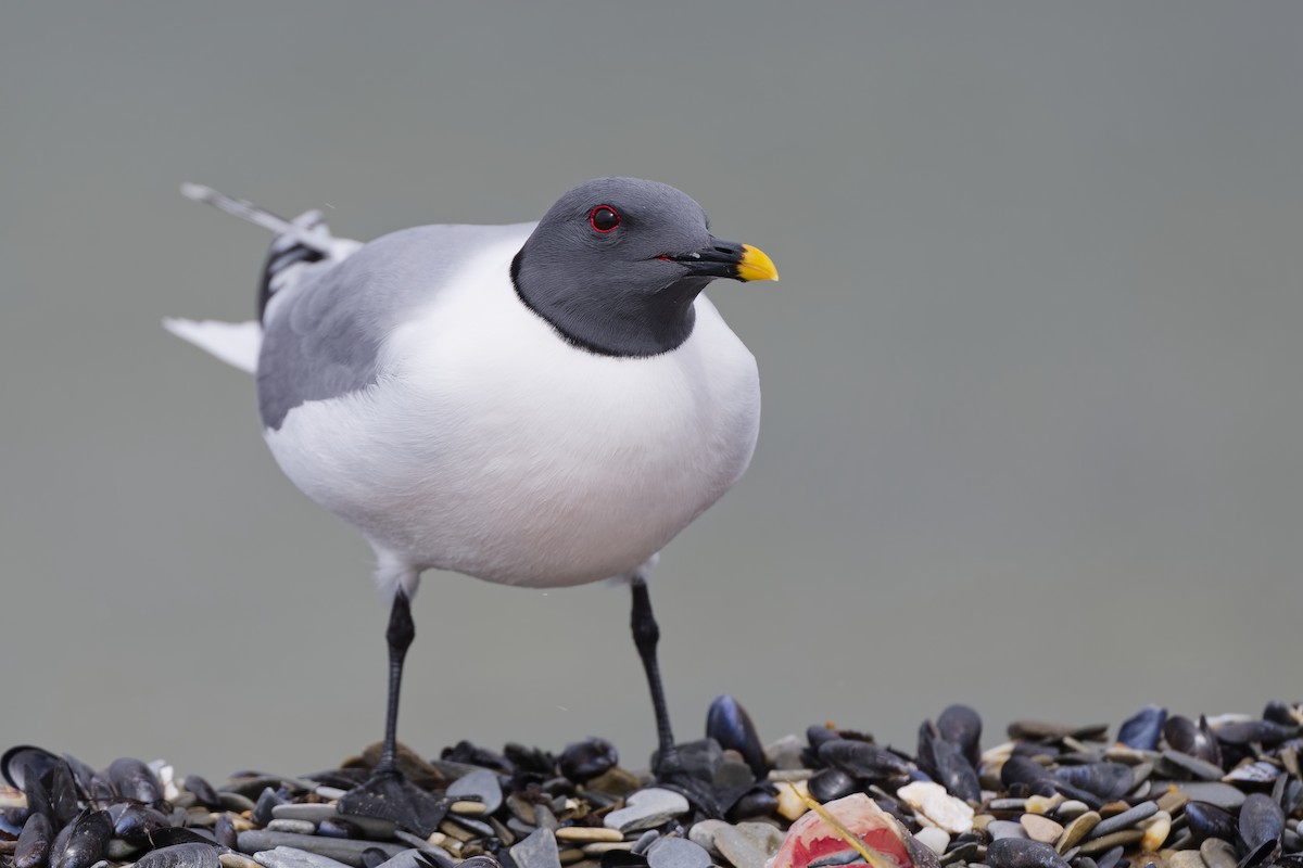 クビワカモメ - ML640744662