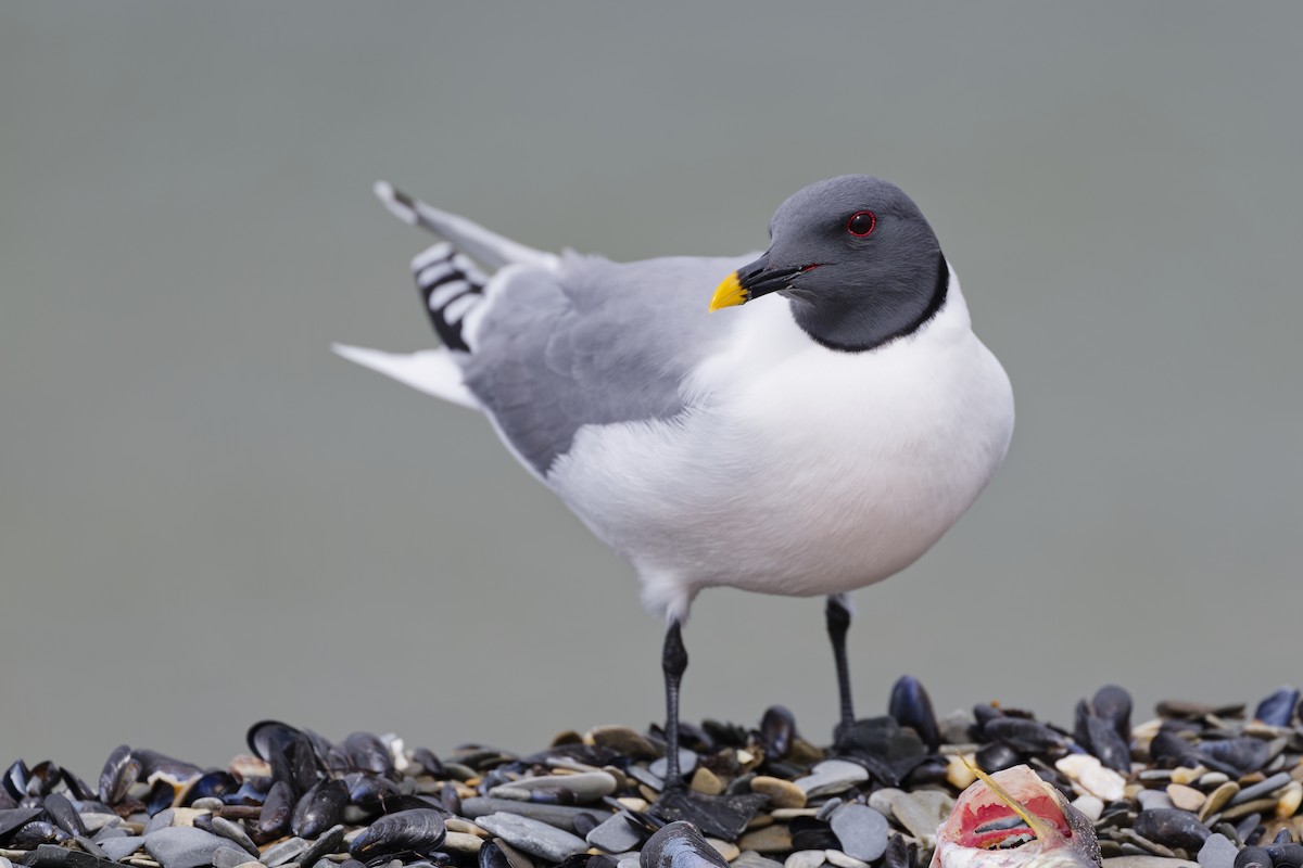 クビワカモメ - ML640744664