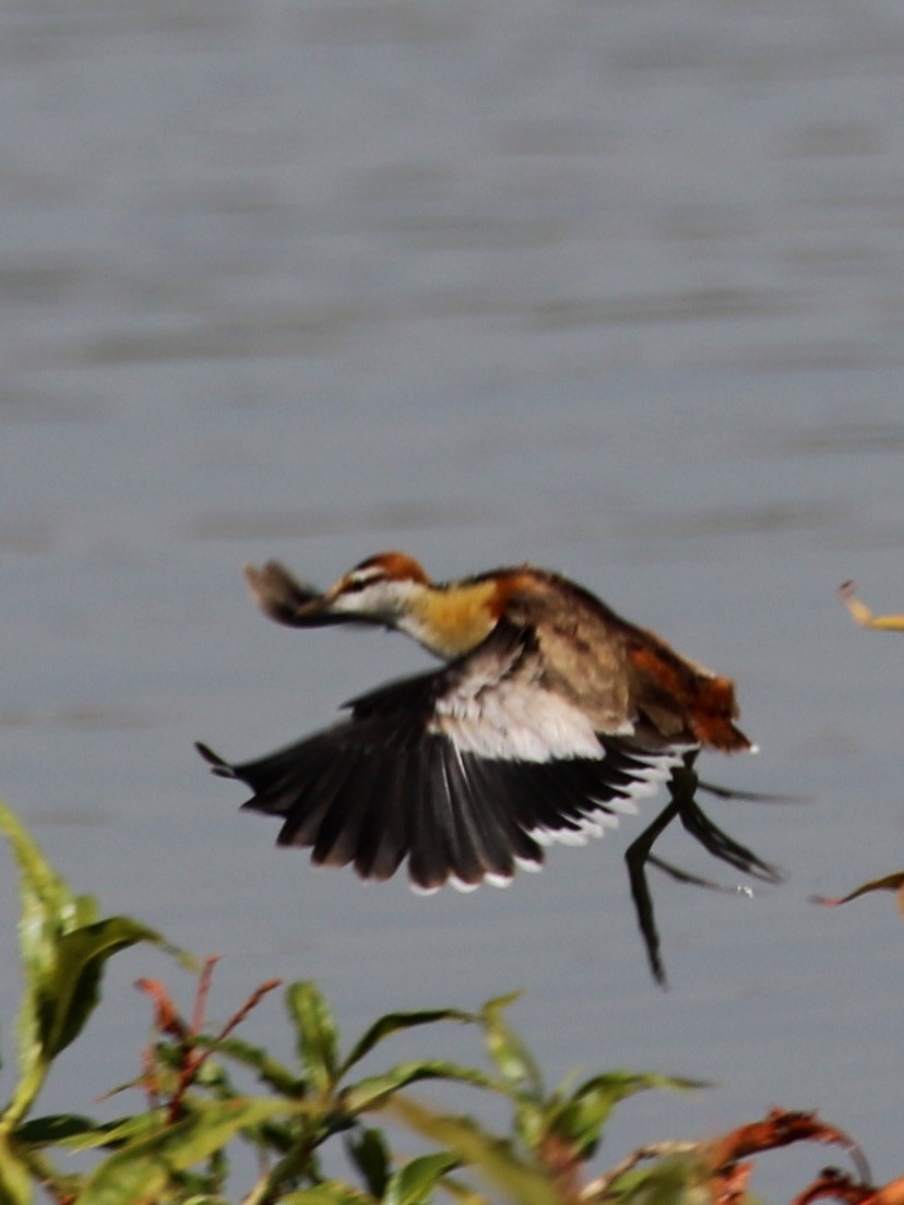 Lesser Jacana - ML640744694