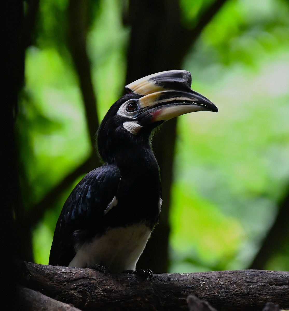 Oriental Pied-Hornbill - ML640744711