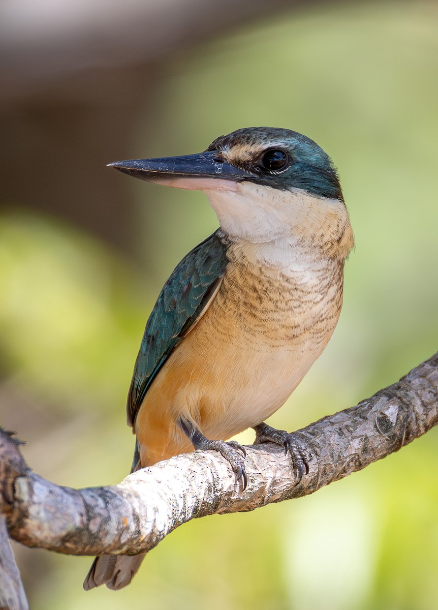 Sacred Kingfisher - ML640744785