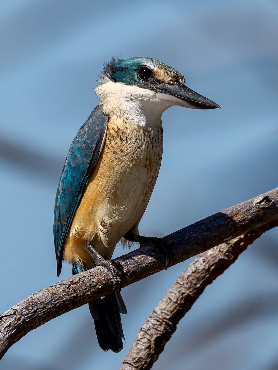 Sacred Kingfisher - ML640744786