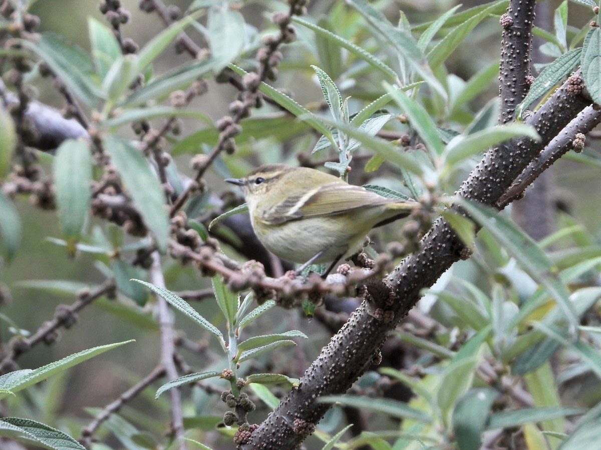 Hume's Warbler - ML640744793