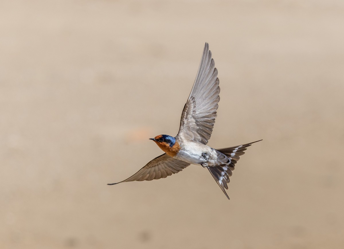 Welcome Swallow - ML640744812