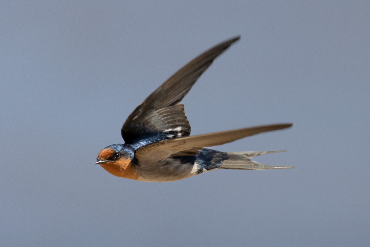 Welcome Swallow - ML640744813