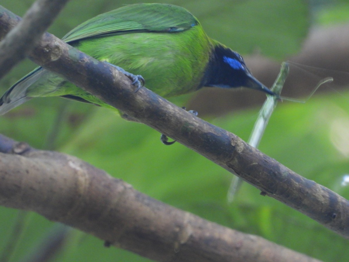 Golden-fronted Leafbird - ML640744815
