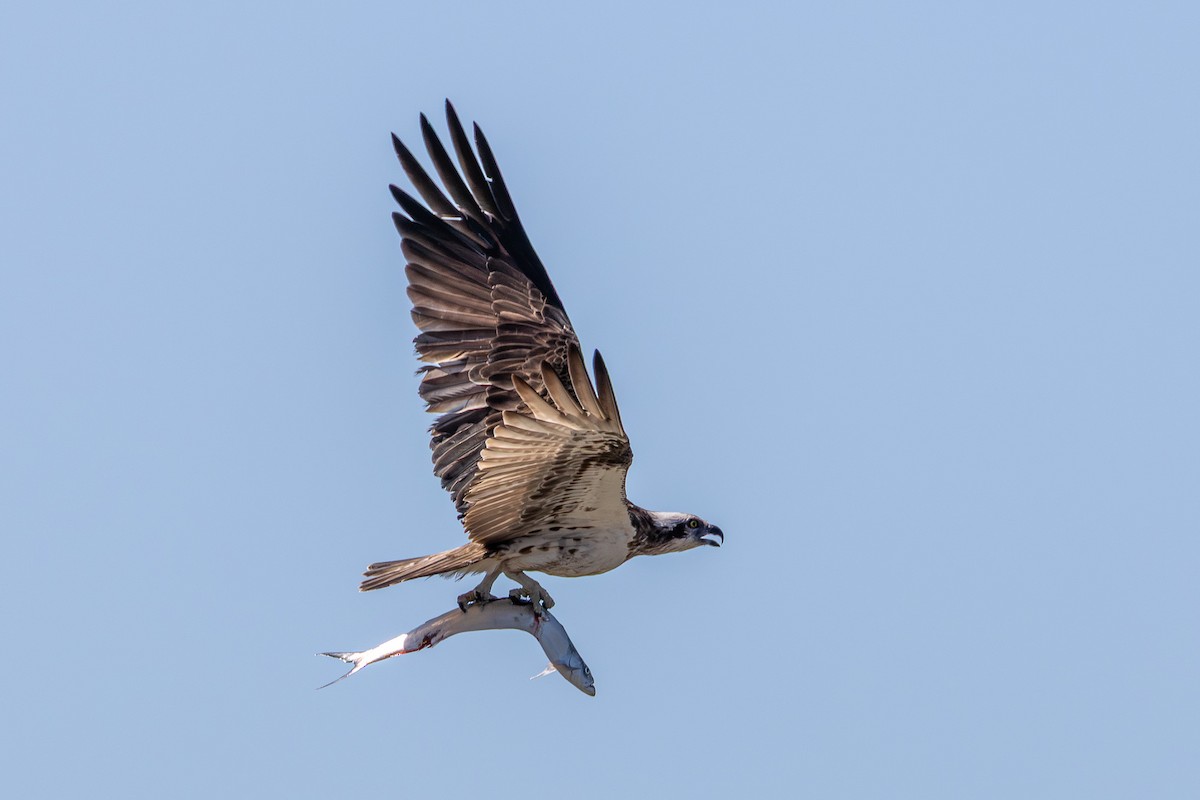 Osprey - ML640744823