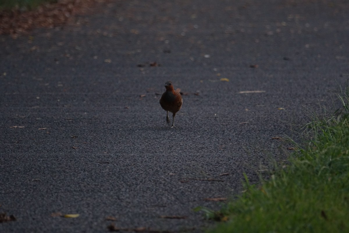 Chinese Bamboo-Partridge - ML640744831