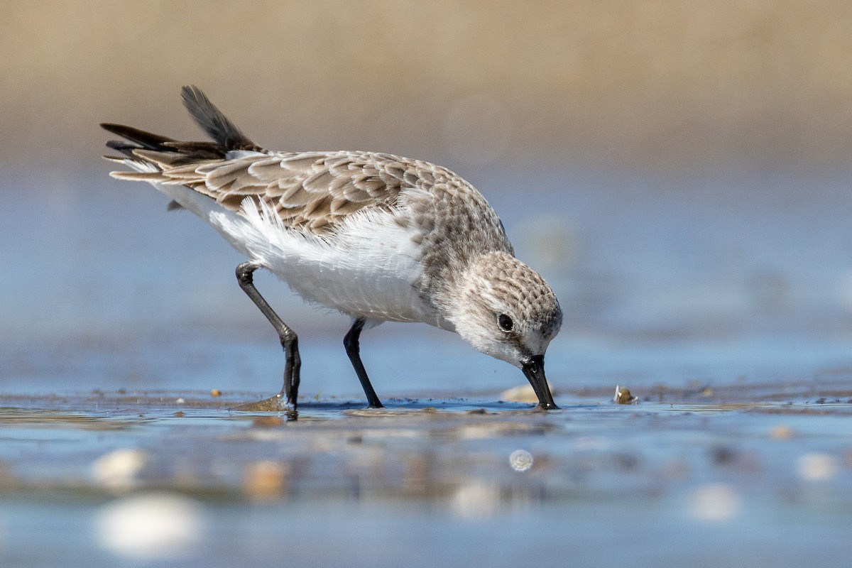 Red-necked Stint - ML640744875