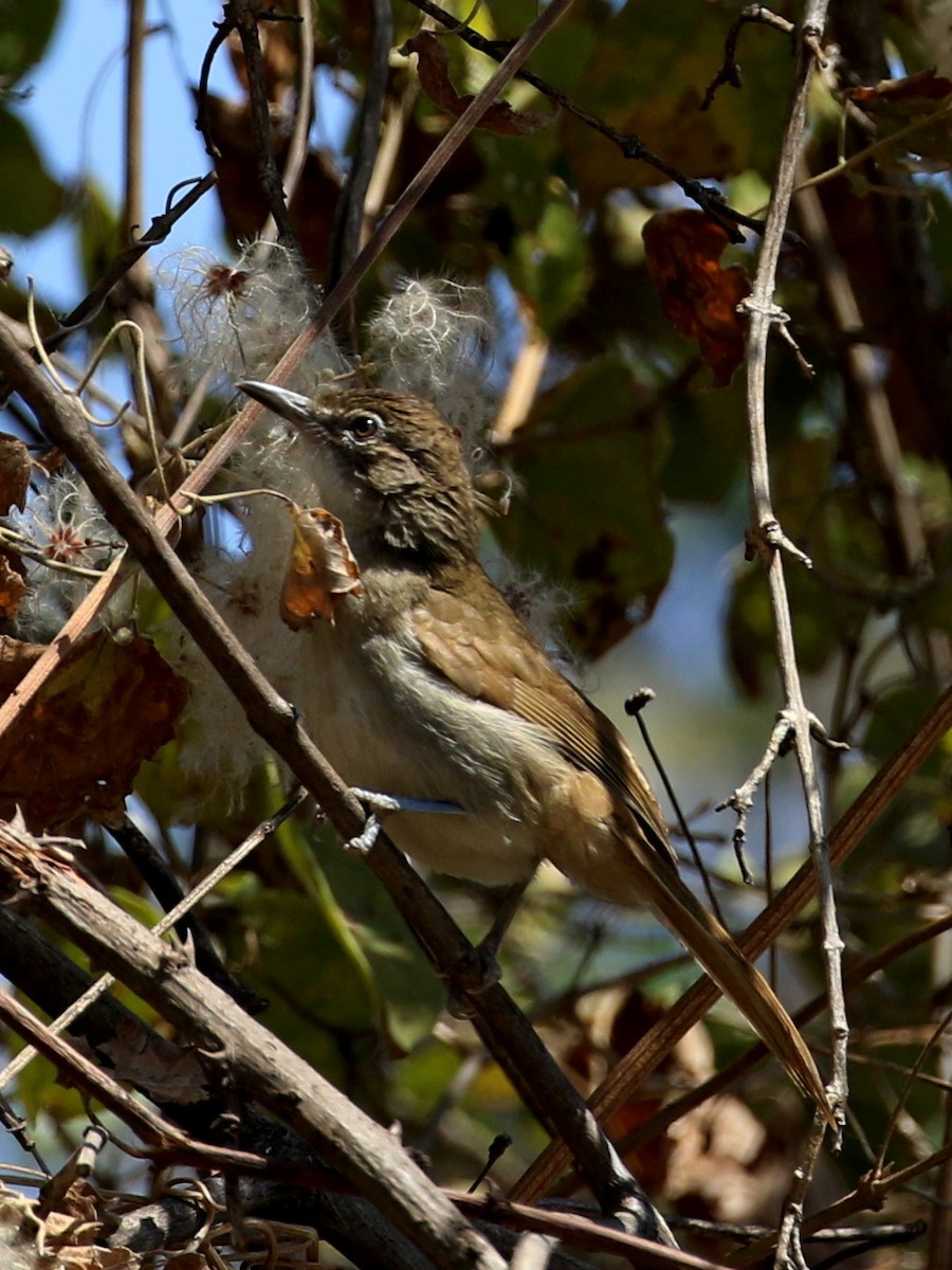 Terrestrial Brownbul - ML640744975