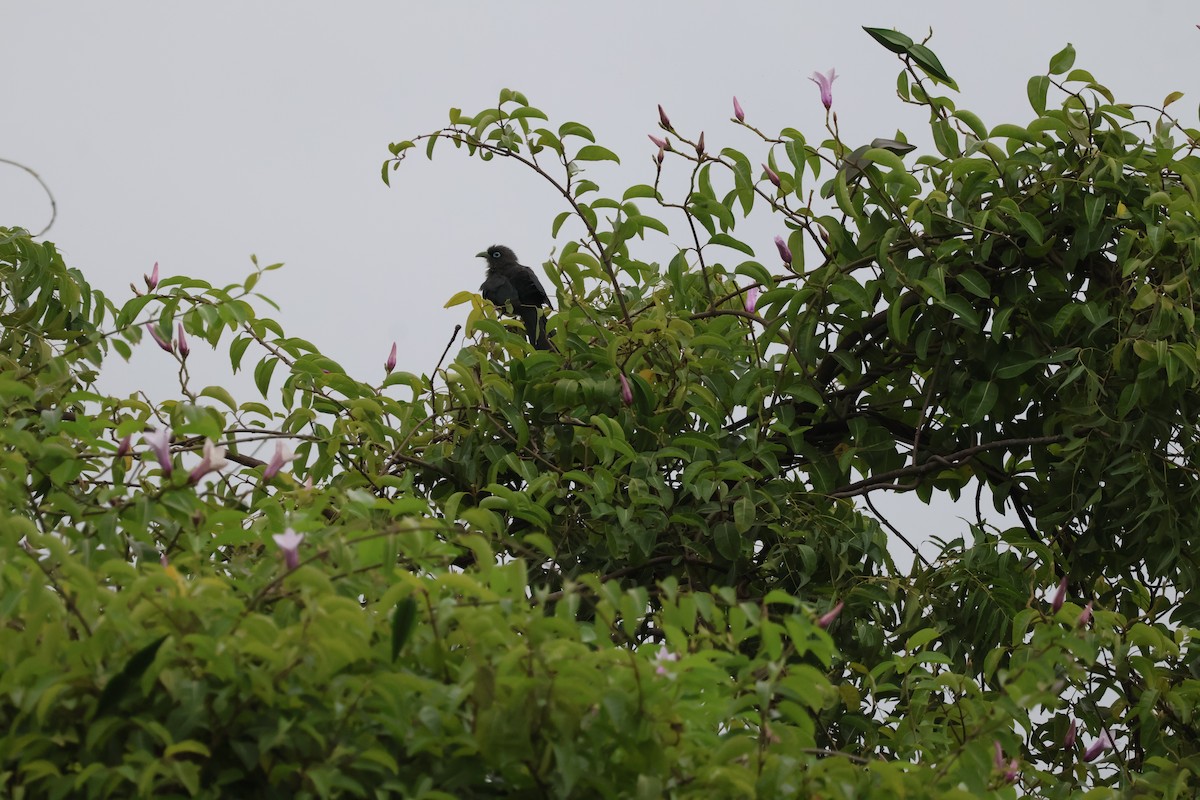 Blue-faced Malkoha - ML640744992